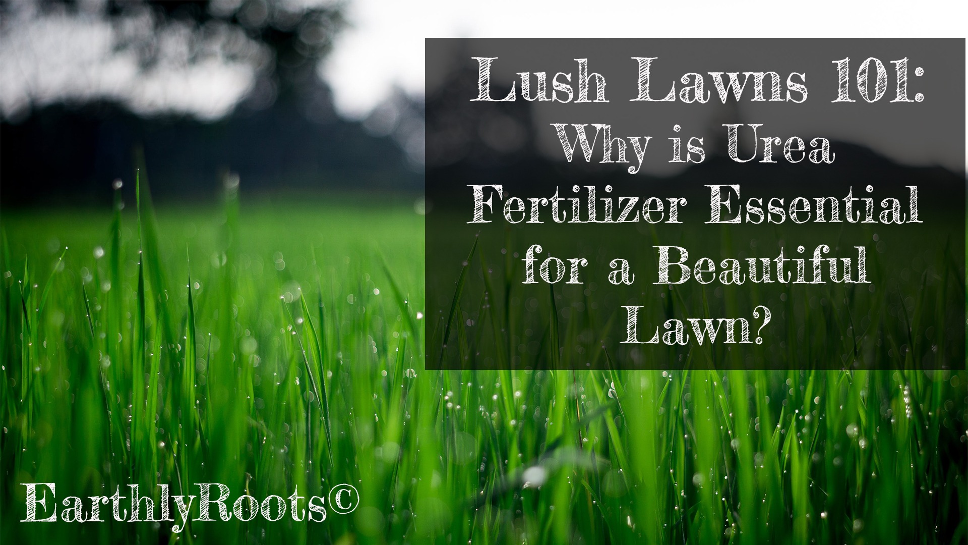How often to put urea on lawn? Packed with nitrogen, a nutrient for promoting leaf and stem growth this fertilizer revolutionizes lawn care by providing the nourishment needed for optimal health and a stunning appearance.
