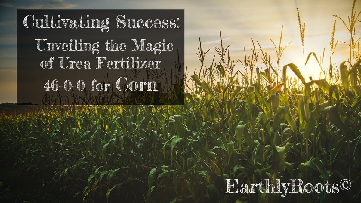 Urea 46-0-0 fertilizer for sweet corn Urea 46-0-0 fertilizer for sweet corn